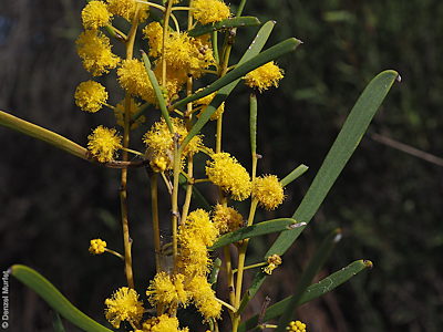 Acacia ancistrophylla var. lissophylla f Denzel Murfet Minnipa